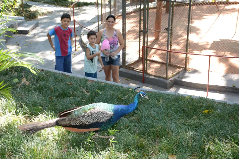  Bosque Parque das Aves é reaberto nesta terça-feira em Apucarana (Foto: Delair Garcia, da Tribuna do Norte) 