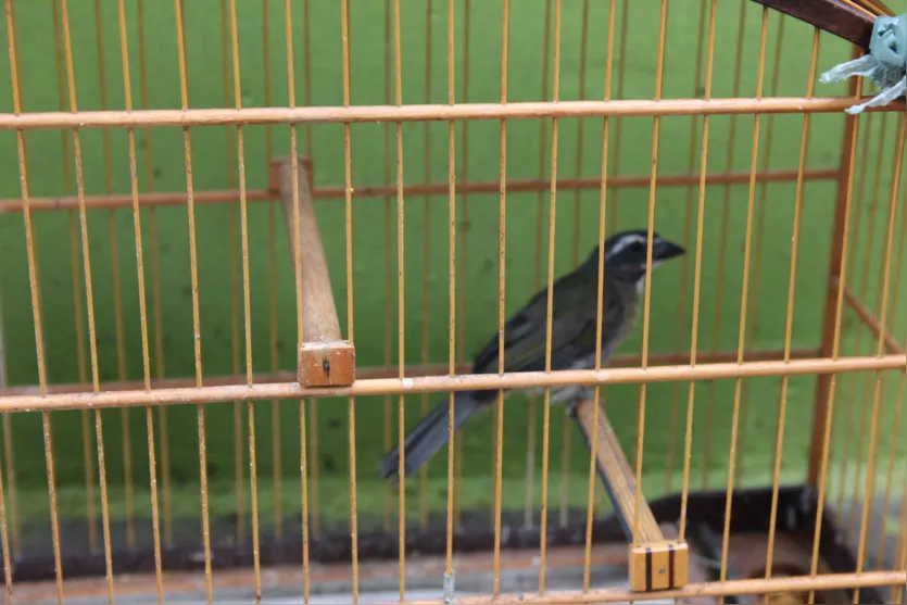  Prática de manter aves em cativeiro é frequente na região - Foto: Dirceu Lopes 