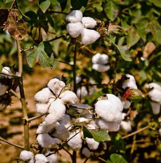 Brasil e EUA assinam acordo para encerrar disputa comercial do algodão