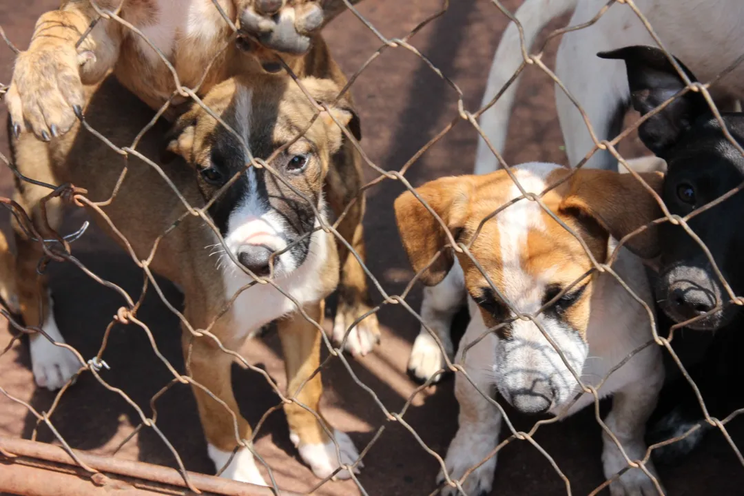 Apucarana: Requerimento na Câmara prevê castração de cães de rua - Foto:  Arquivo/Tribuna do Norte