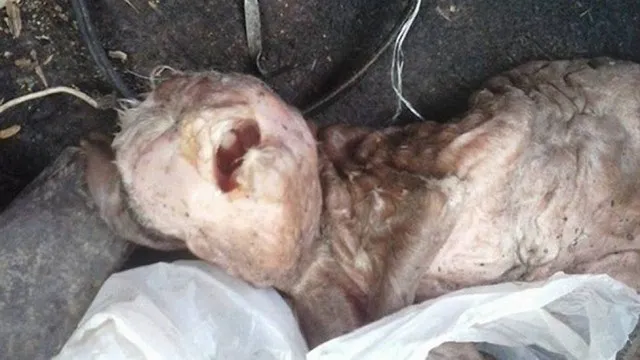 Cabra nasceu com rosto humano na Argentina Foto: Reprodução/Facebook  
