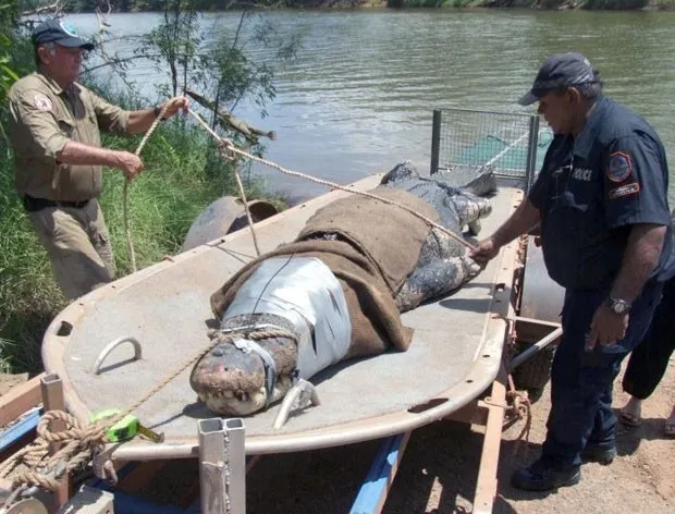 Crocodilo de 4,7 metros foi capturado no rio Daly (Foto: Reprodução/Facebook/Northern Territory Parks and Wildlife)