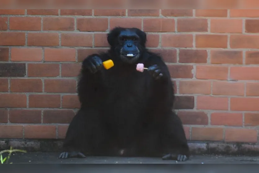  Os macacos e chimpanzés recebem picolés de frutas no palito, especialmente elaborado pelo zoológico ( sem açúcar ou conservantes) - Foto: Tânia Rêgo/Agência Brasil 