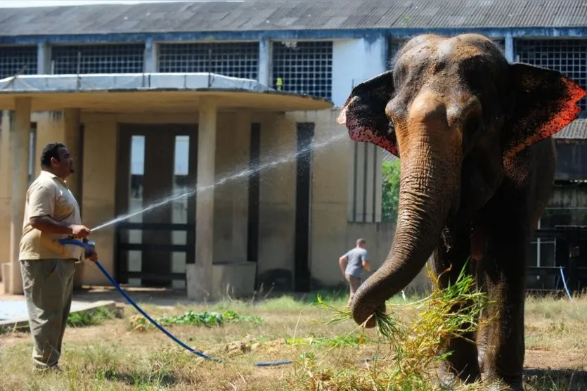  A elefanta Carla toma em média 50 quilos de sorvete por dia, durante o período mais quente do ano - Foto: Tânia Rêgo/Agência Brasil 