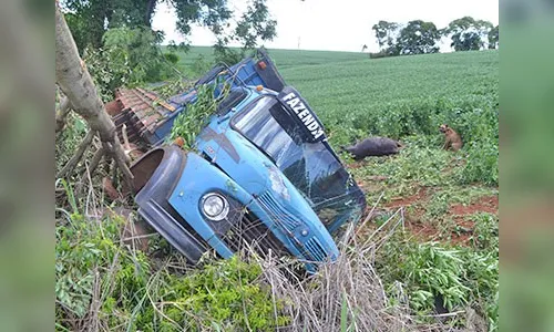 ?Caminhão carregado de gado capota em Ivaiporã
