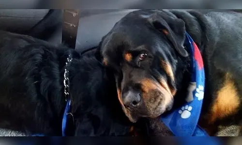 Rottweiler que não se separa do corpo de irmão morto emociona a web