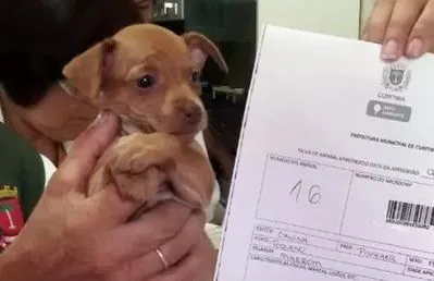 ​Cães são encontrados em condições precárias em canil do Paraná