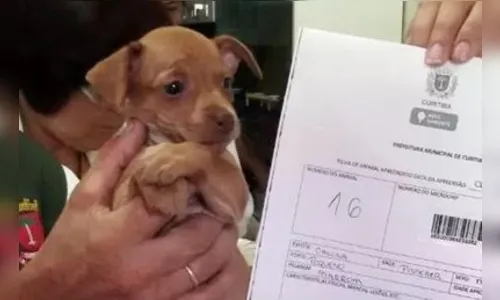 ​Cães são encontrados em condições precárias em canil do Paraná