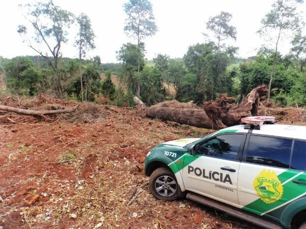 Em Capanema, foram 12 mil metros quadrados desmatados (Foto: Polícia Ambiental/ Divulgação)