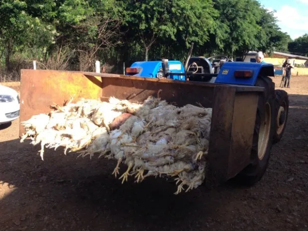 Cerca de 1,5 mil frangos morreram por causa da falta de ração em granja de Jataizinho (Foto: Alberto D'Angele/RPC)