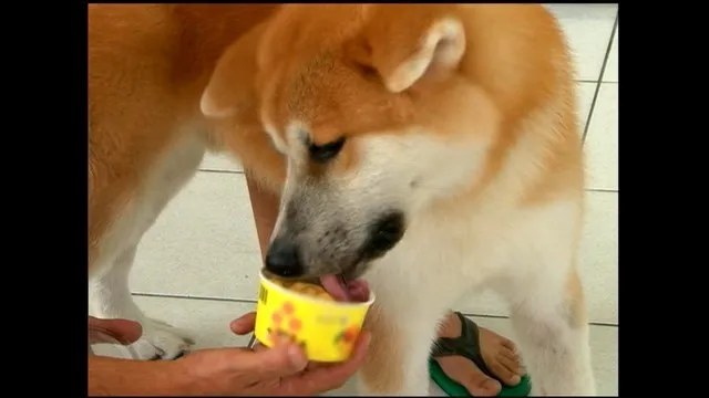 Empresários criam sorvete para cães e inovam no segmento de pets