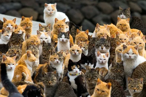 Remota ilha no sul do Japão é dominada por gatos (Foto: Thomas Peter/Reuters)