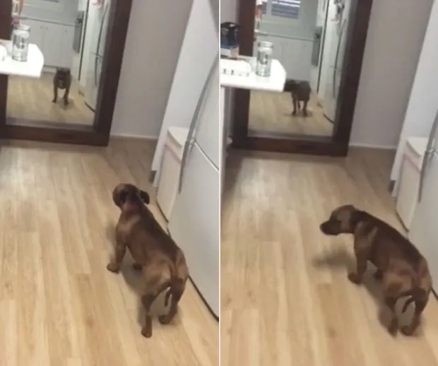 Cachorro permaneceu mais de 15 segundos diante do espelho (Foto: Reprodução/YouTube/Hamish Donaldson)