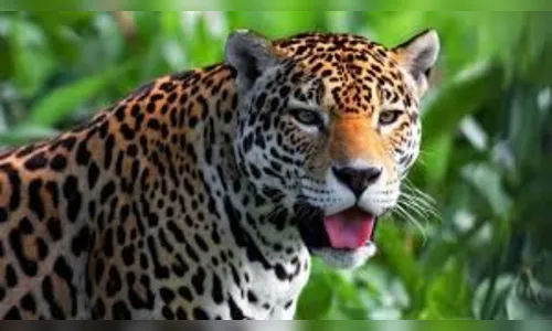  Onça é encontrada em quintal de casa em Mandaguari