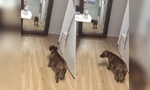 Dono flagra 'cão vaidoso' se admirando na frente do espelho
