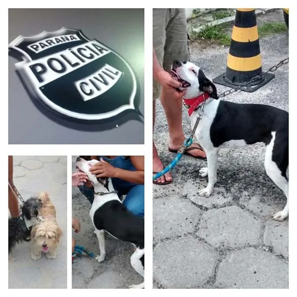 Cães eram maltratados e abusados pelo dono (Foto: Divulgação Polícia Civil)