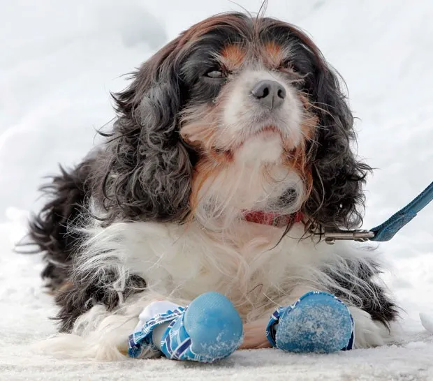 Cão chamado Seymour exibe sapatinhos para proteger as patas na neve (Foto: Jim Cole/AP)