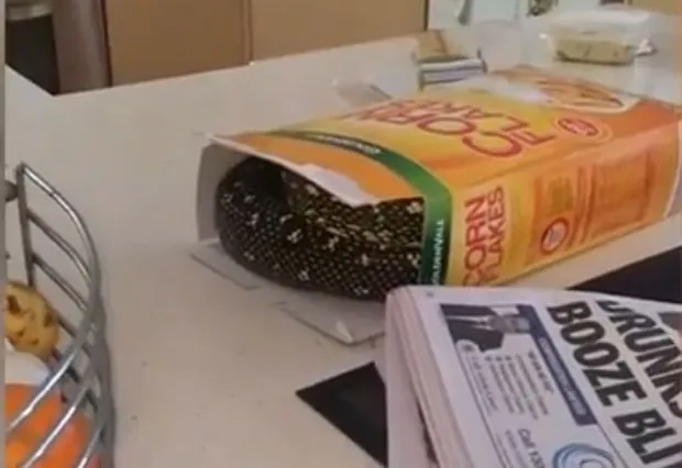 Jared Smith encontrou píton dentro de caixa de cereais (Foto: Reprodução/YouTube/Nigthy@idiot)