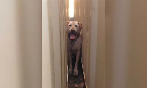 ​Cão é resgatado ao ficar entalado em pequeno vão entre dois contêineres