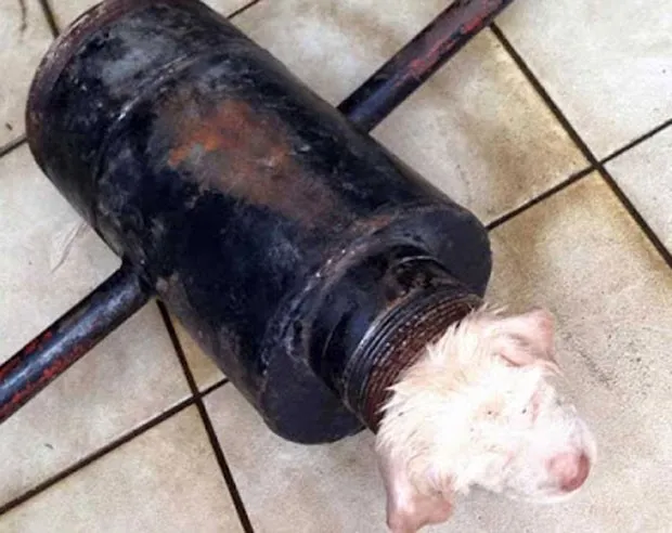 Cãozinho foi resgatado em Chiang Mai, na Tailândia, após encontrado entalado em cano (Foto: Reprodução/YouTube/Rescue theabkaw)
