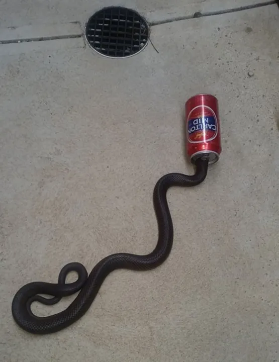 Cobra venenosa foi encontrada com a cabeça entalada em lata de cerveja (Foto: Reprodução/Facebook/Snake Away Services)