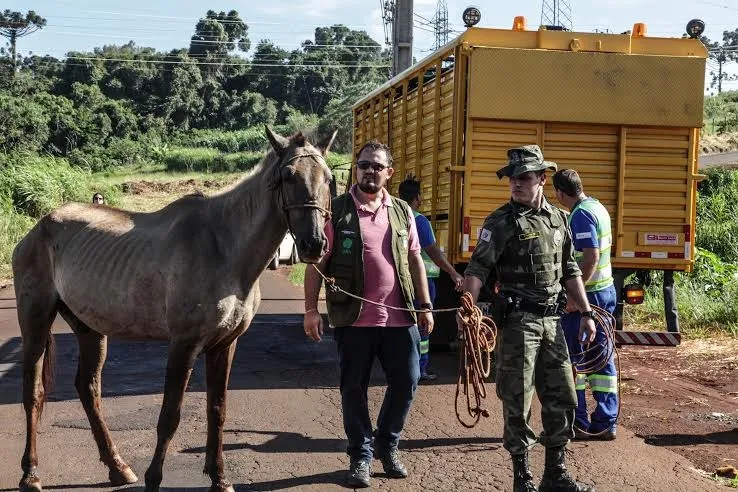 Operação captura 31 animais de grande porte soltos em Apucarana - Foto André Veronez