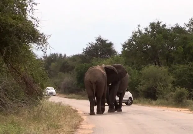 Elefantes 'se estranharam' em estrada e assustaram motoristas (Foto: Reprodução/YouTube/Kruger National Park Wildlife)