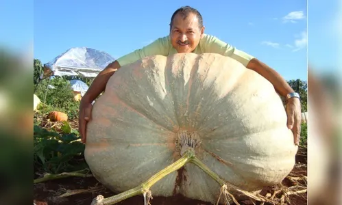 'Virou paixão', diz empresário que colhe abóboras de 200 kg no Paraná