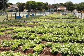 Prefeitura entrega mais uma Horta Comunitária amanhã em Maringá