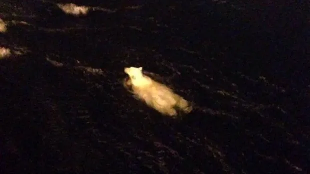Urso polar foi flagrado nadando perto de plataforma de petróleo no Canadá (Foto: Reprodução/Twitter/Ryan Snoddon)