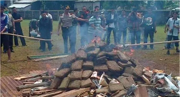 Polícia queima 3,3 toneladas de maconha e deixa cidade chapada - Foto: megacurioso