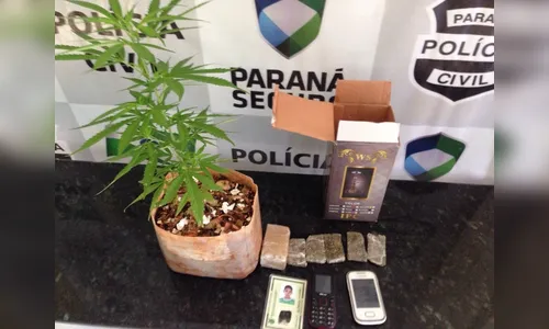 Polícia encontra pé de maconha em São João do Ivaí 