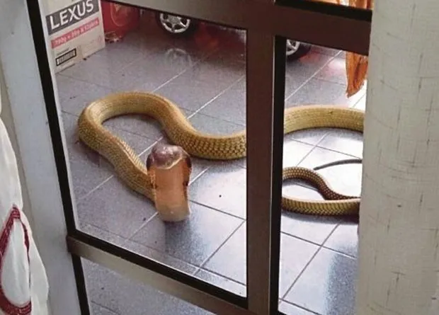 Mulher ficou apavorada ao encontrar cobra venenosa de mais 3 m na casa de sua mãe (Foto: Reprodução/Twitter/Syarani Ahmadi)