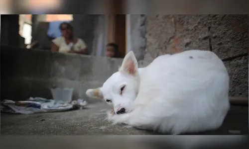 ​Cão de menino morto no Alemão, no Rio, chora todos os dias, diz vizinha