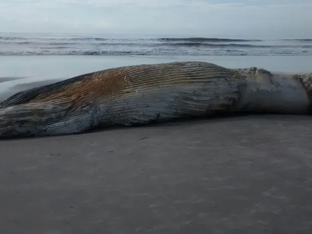 Baleia jubarte foi enterrada nas areias da praia em Matinhos, litoral do Paraná (Foto: Ronaldo Matozo)