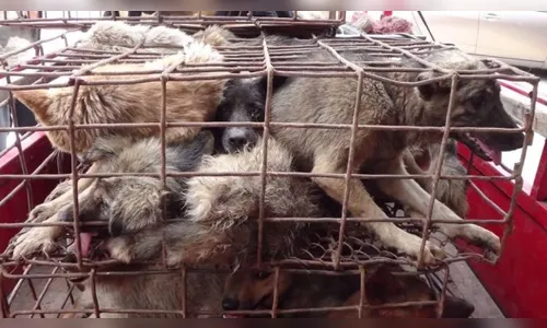 Consumo de carne de cachorro e de outros animais é comum pelo mundo