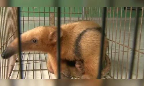 ​Polícia Ambiental resgata dois tamanduás-mirins no norte do Paraná