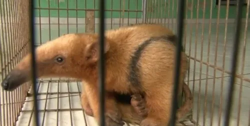  A polícia alerta que os animais silvestres encontrados devem ser encaminhados aos órgãos ambientais competentes - Foto: Divulgação RPC