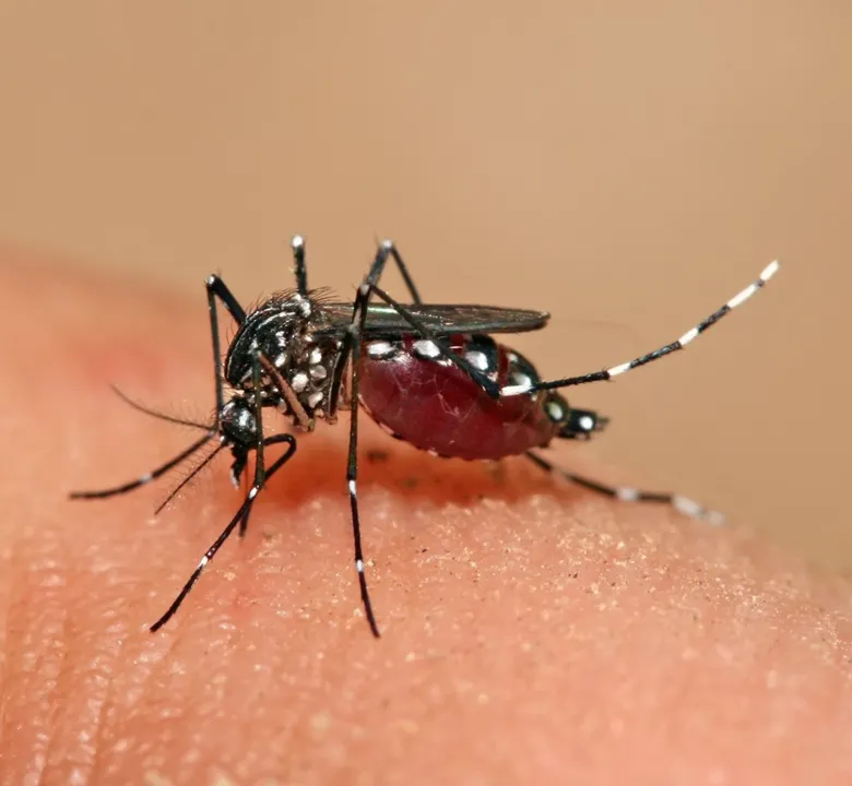 Índice de infestação da dengue cresce e deixa Maringá em alerta - Foto: Arquivo