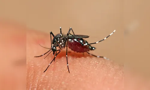 ​Confirmada morte de gestante por Dengue no Norte do Paraná