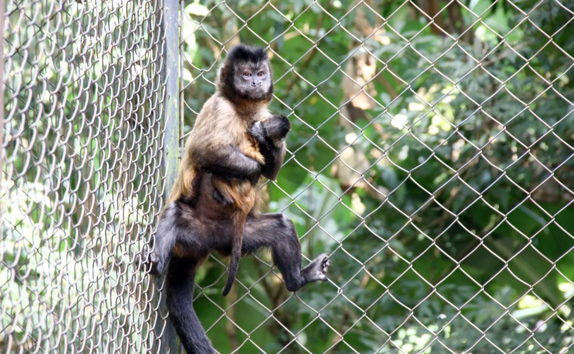 A reprodução em cativeiro, como no caso do macaco-prego, é vista como um excelente termômetro pela profissional responsável pelo espaço, bióloga Ângela Juliana Eckardt - Foto: Edson Denobi