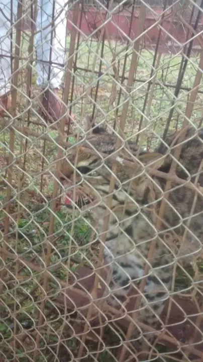 Gato selvagem é capturado em Apucarana