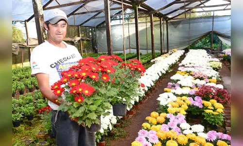 Produção de flores aumenta 30% na região de Apucarana
