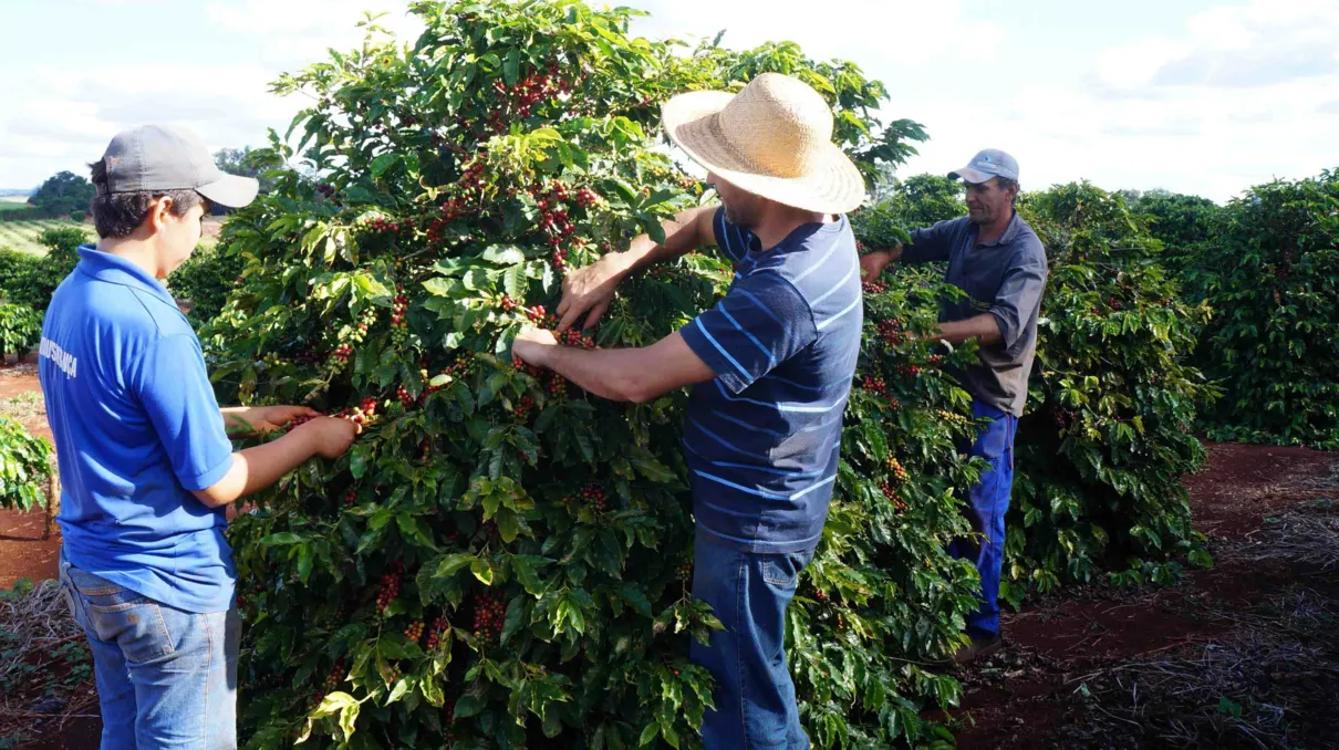 ​A característica da cultura do café faz com que a planta obtenha melhores rendimentos em anos alternados - (Foto/Ivan Maldonado)