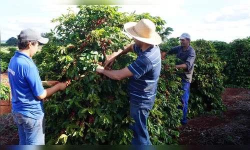 Colheita do café começa na região de Ivaiporã 
