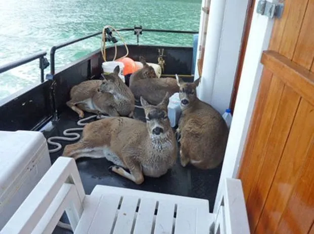 Pescador resgatou animais e os colocou em seu barco (Foto: Reprodução/Reddit/Ratamack)