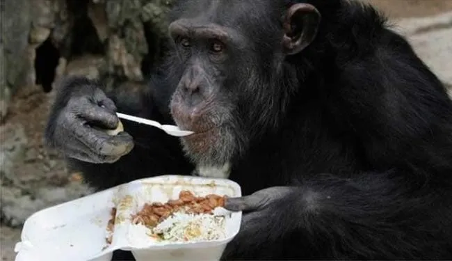 Chimpanzés possuem habilidades mentais necessárias para cozinhar - atarde.uol.com.br