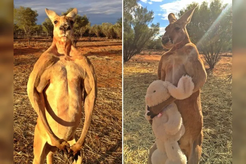  Na Páscoa, o santuário postou uma foto de Roger com um coelhinho de pelúcia, presente dado por uma fã. 'Ele não sabia se devia abraçar ou matar o coelhinho', respondeu Brolga a um comentário sobre a foto (Foto: Reprodução/Facebook/The Kangaroo Sanctuary Alice Springs) 