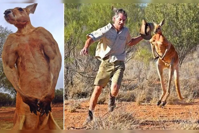  Chris 'Brolga' Barnes corre de Roger no santuário. 'Exercício diário!', brincou ele ao comentar a imagem (Foto: Reprodução/Facebook/The Kangaroo Sanctuary Alice Springs) 