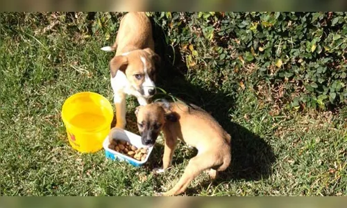 ​Imagens mostram momento em que homem abandona cães em rua; população se revolta